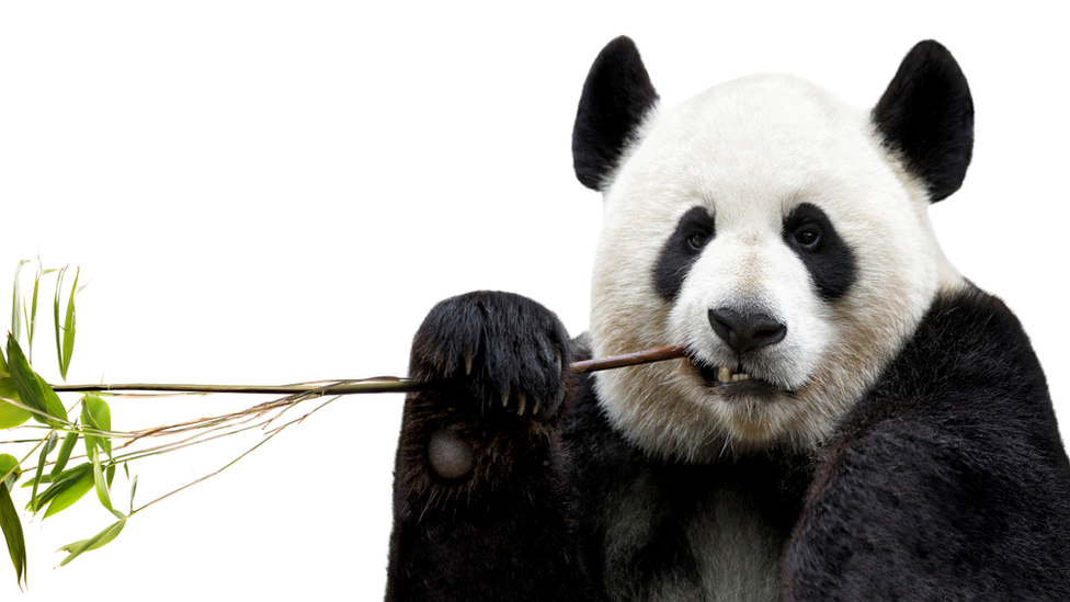 Panda comiendo bambú.