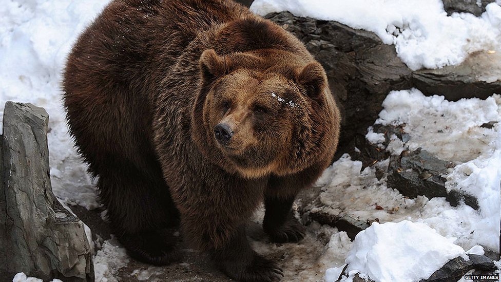 It's official: Scientists conclude there is no such thing as the Yeti ...