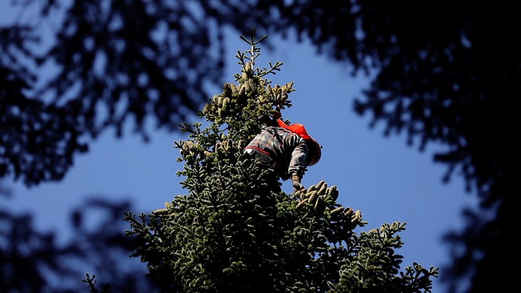 Georgia climbers who risk their lives for Christmas trees