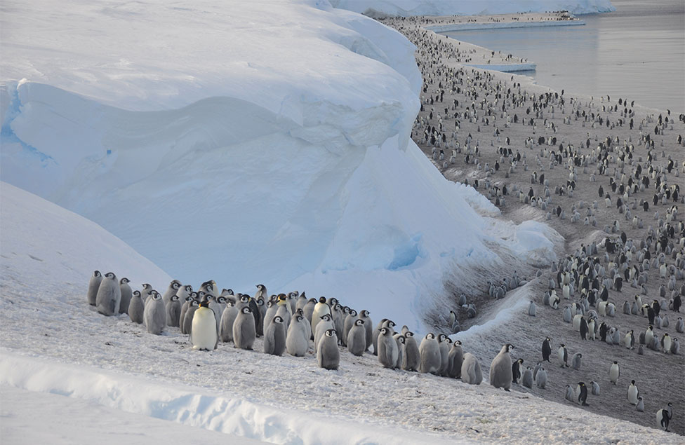 carski pingvini