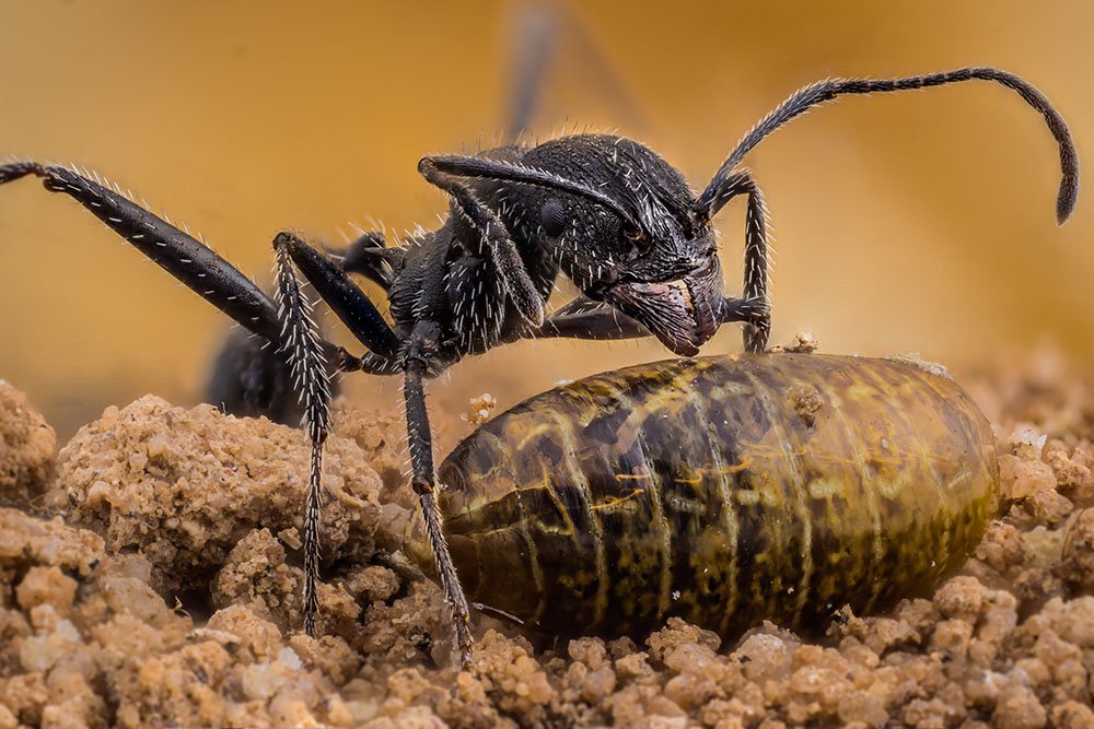 Aphaenogaster iberica