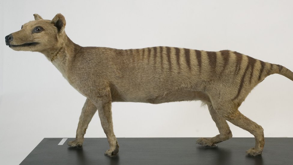 Фигурка тасманского тигра в музее