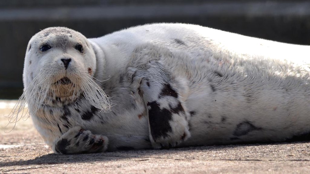 Bearded seal makes rare Shetland visit BBC News