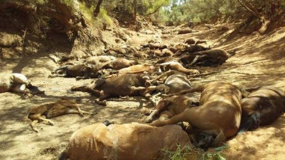 Australia horse deaths: Wild animals perish at dried-up waterhole - BBC News