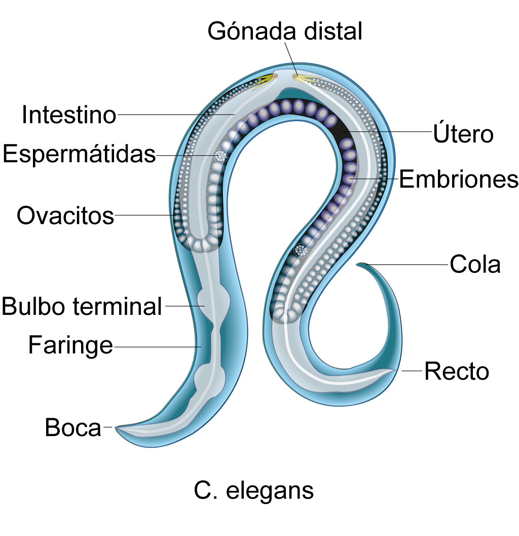 Partes del C. elegans