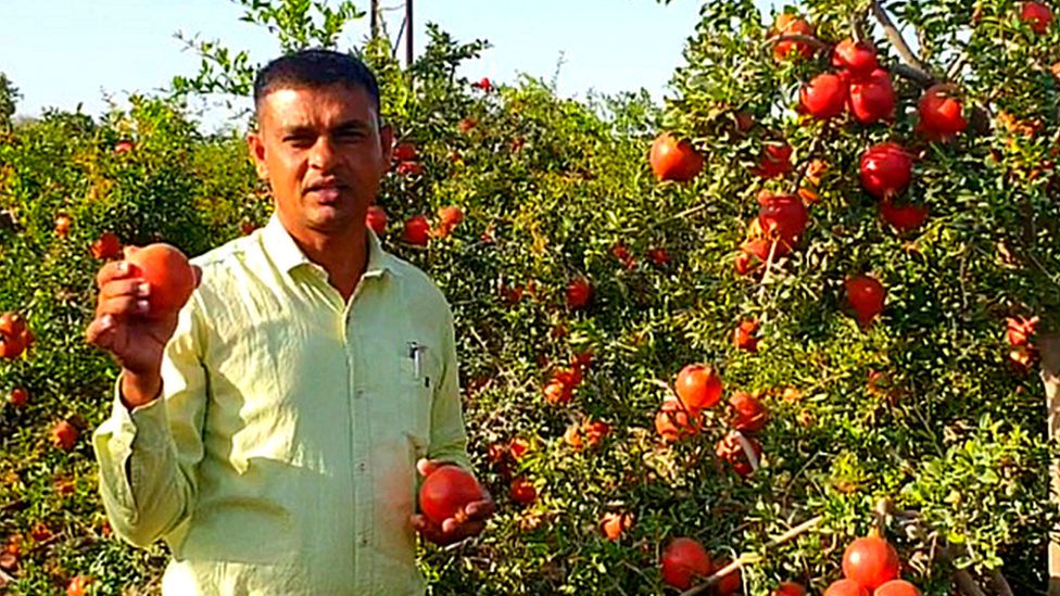 ગુજરાતમાં ૨૦ વર્ષમાં ફળ પાકોમાં બમણો, શાકભાજીમાં ચાર ગણો વધારો: કૃષિ મંત્રી
