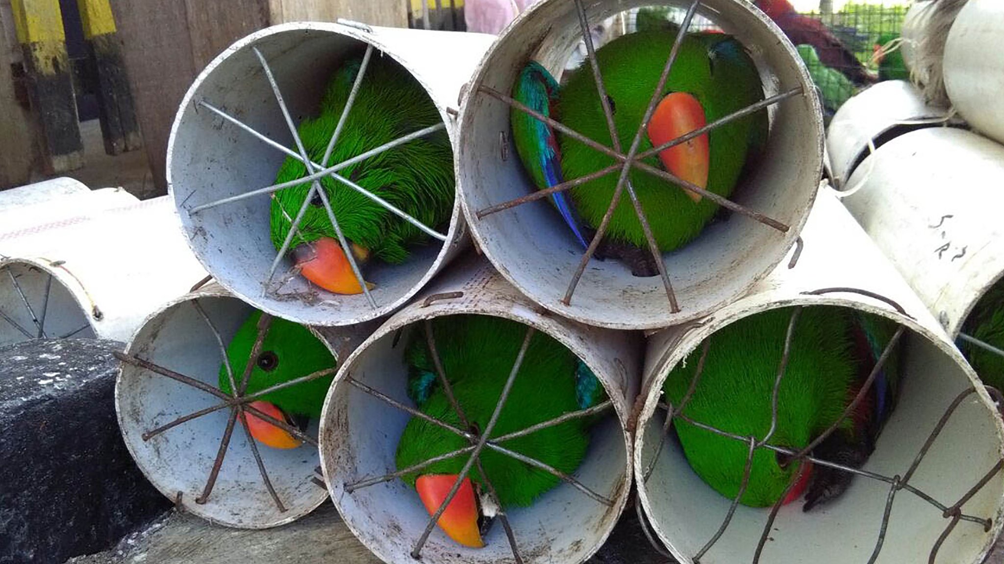 Exotic Indonesian birds smuggled in drain pipes