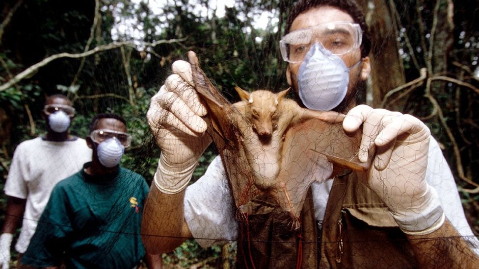 Investigador de Ébola con un mega murciélago