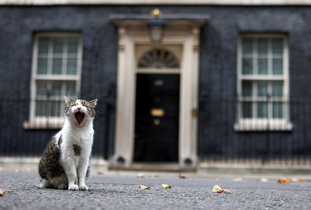 Larry the cat outside his home in Downing Street