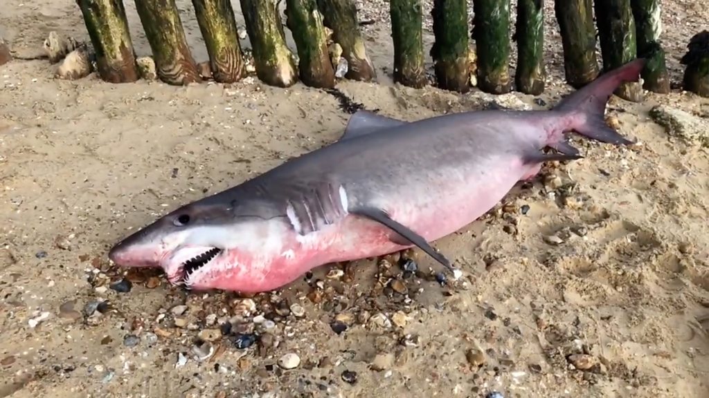 Hampshire shark: Appeal for head to be returned