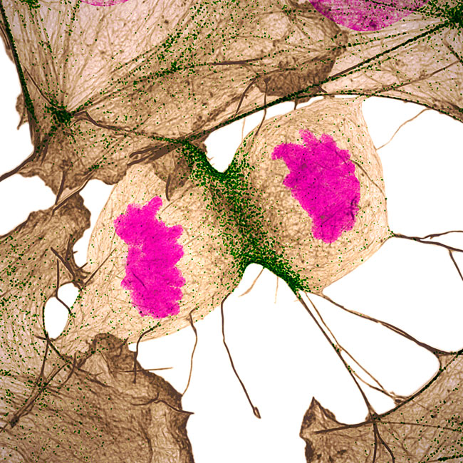 Un fibroblasto, una célula del tejido conectivo, durante el proceso de división celular