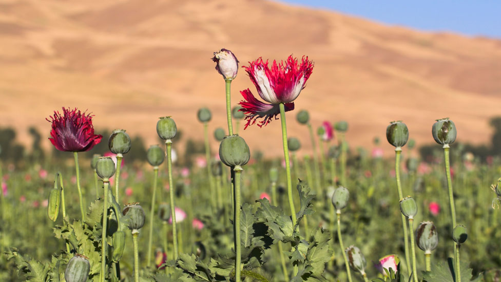 Chart: Afghanistan Poppy Cultivations Down 95 Percent in 2023