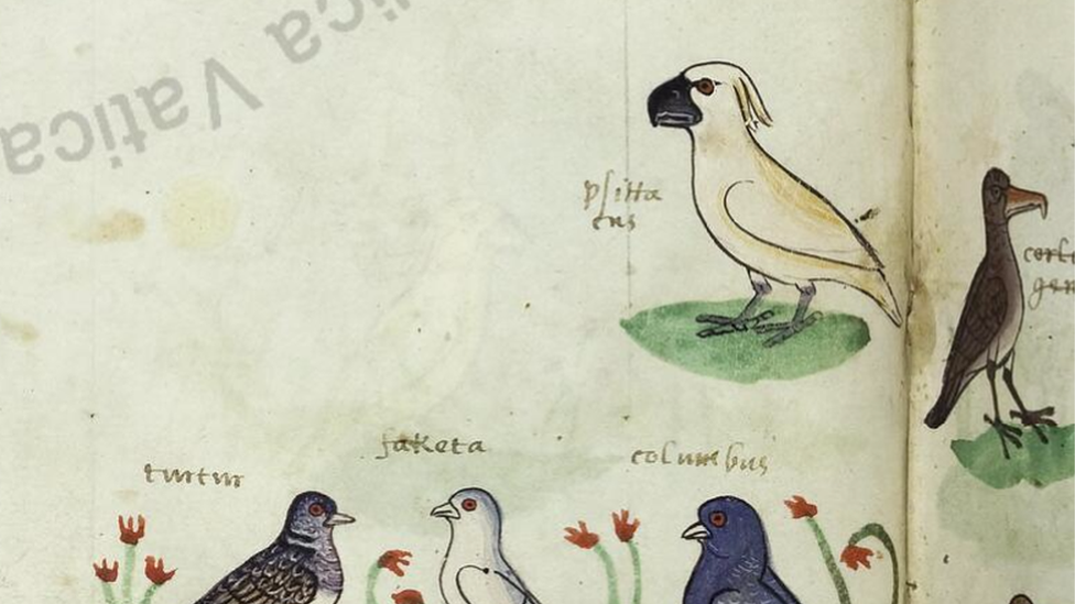 Uno de los dibujos de la cacatúa