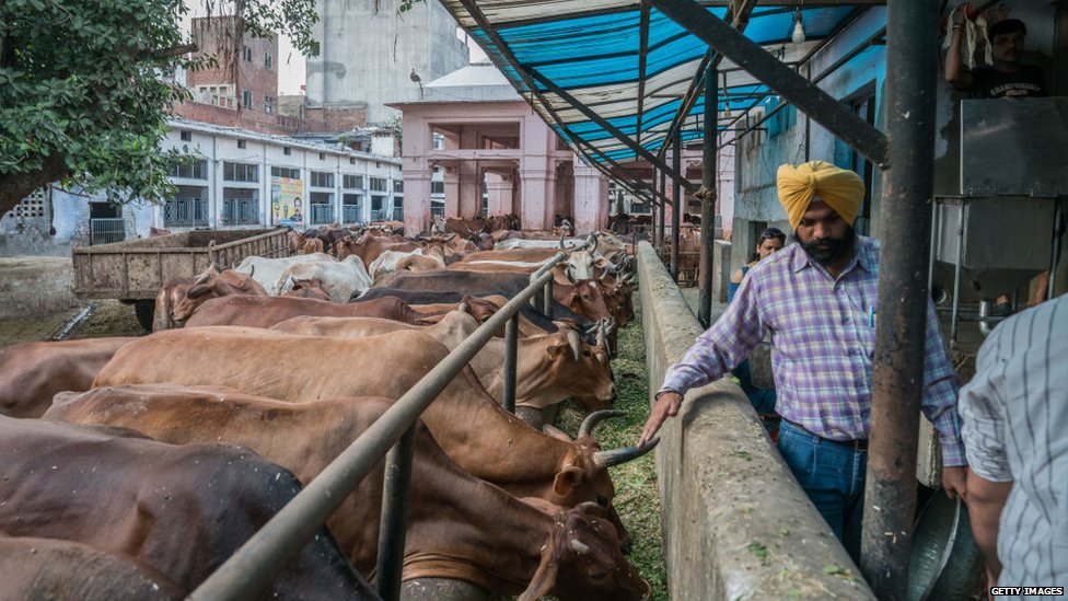 ਗਊ