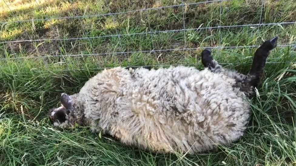 Одна из овец атакована двумя хаски на приусадебном участке Рэшли