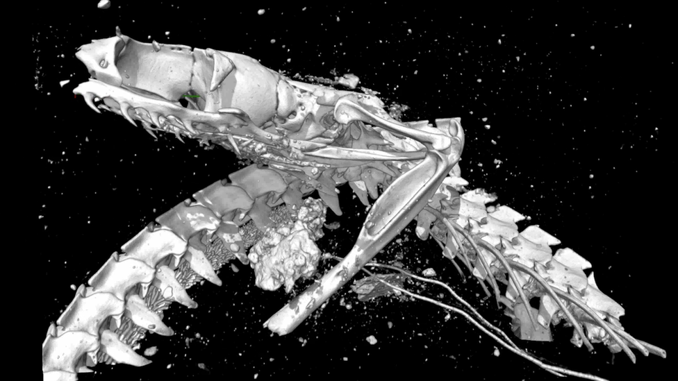 Череп египетской кобры с открытым ртом, обнаруженный рентгеновской микротомографией