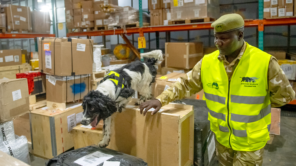 Спрингер-спаниель идет по ящикам на складе в международном аэропорту Джомо Кеньятта с проводником рядом - Найроби, Кения