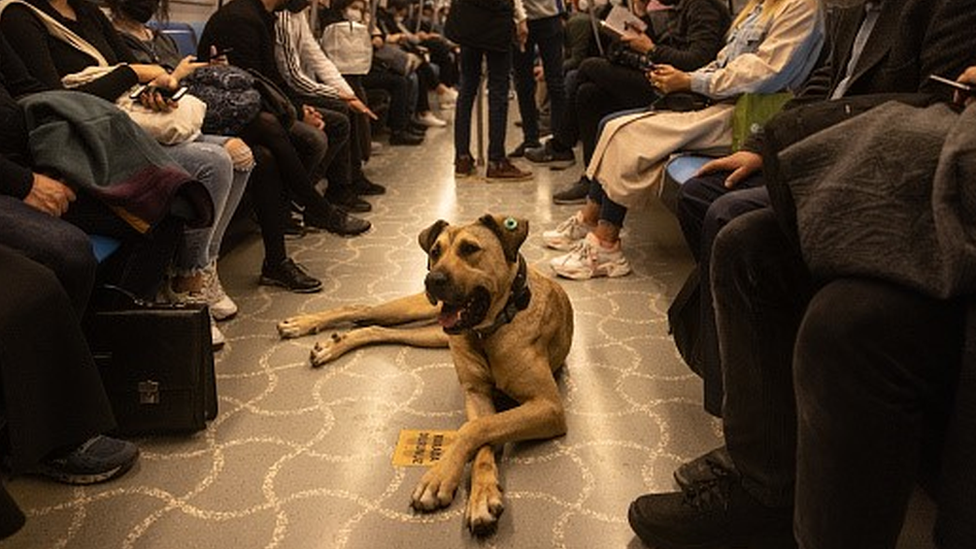 Boji the street dog lies down inside a subway train in Istanbul