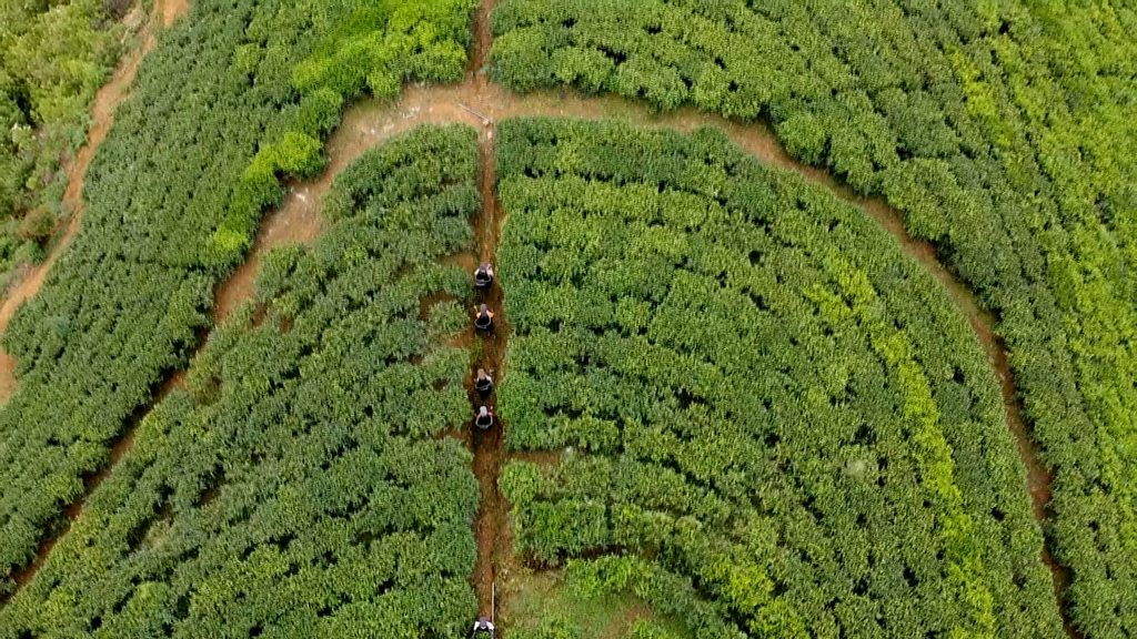 From tea fields to university in Sri Lanka