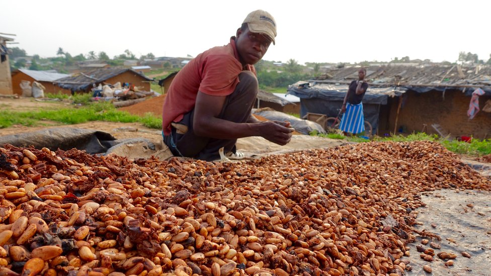 Скопление какао в деревне Адджемене на западе Кот-д'Ивуара