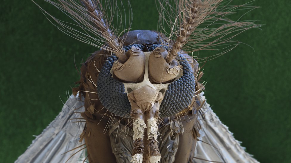 Сканирование комаров Aedes, которые могут быть переносчиками вируса Зика