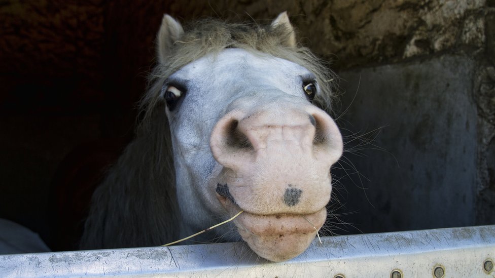 Horse Sense Happiest Equines Love To Snort Says Study Bbc News