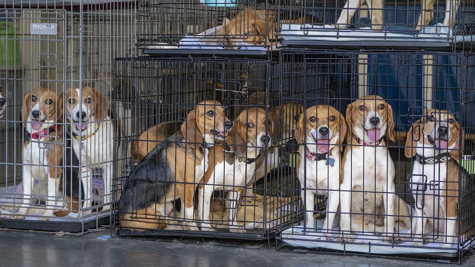 A few of the 200 beagles who were among 4,000 dogs freed from a Virginia breeding facility, sit in cages moments after the dogs arrived in two trailers at Priceless Pets, a nonprofit rescue, in Chino Hills on Saturday afternoon, July 23, 2022. Volunteers were on hand help carry the dogs into the vet clinic where they will get microchipped, vaccinated, spayed and neutered, before going to foster homes