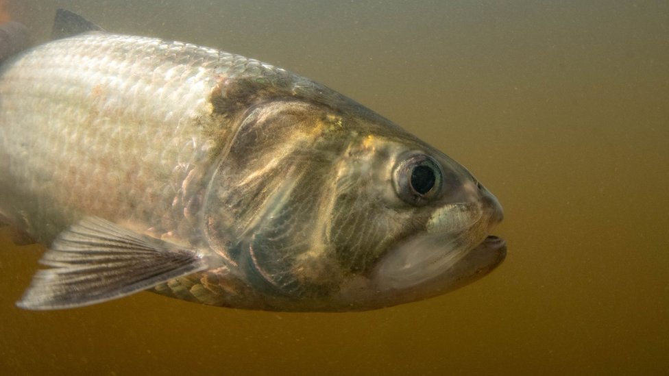 Unlocking a river: rare silver fish returns to its ancient