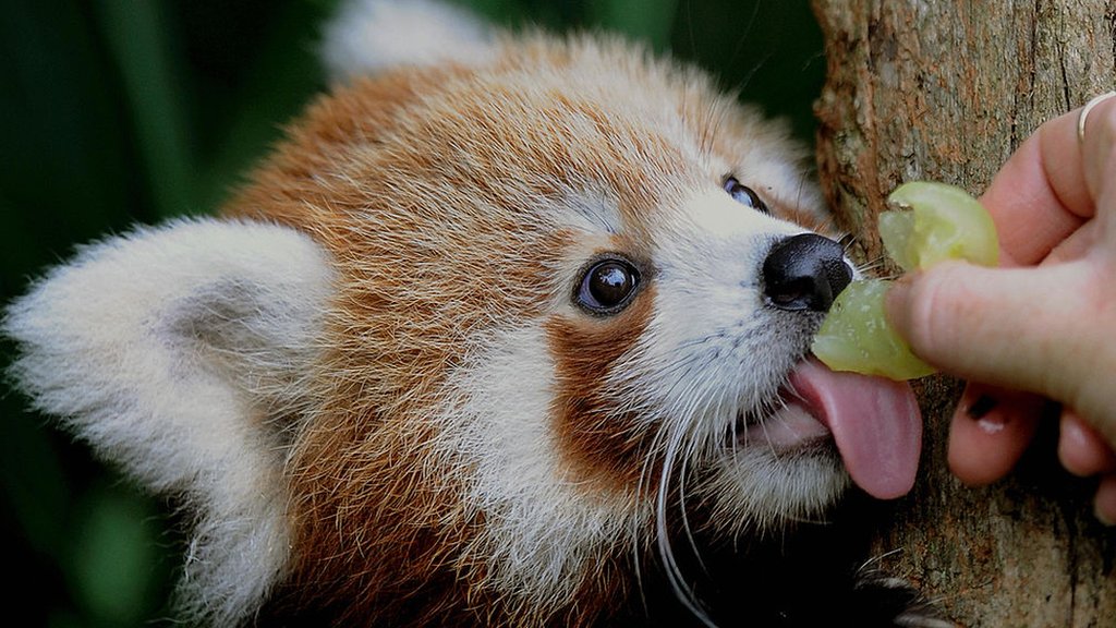 Red Pandas Are Two Species Not One c News