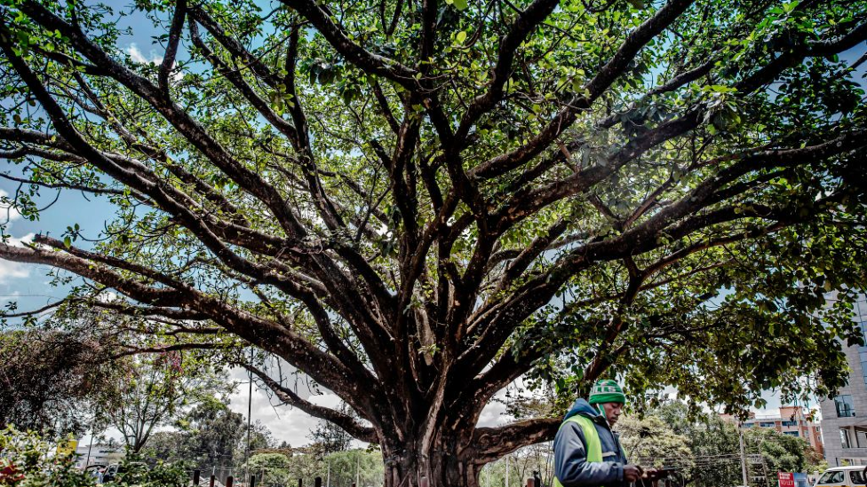 Фиговое дерево, которое было спасено от вырубки, чтобы освободить место для дороги в Найроби, Кения