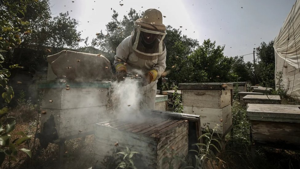 [출처: Getty Images] 양봉 꿀벌은 양봉가들로부터 위치와 식단, 건강은 물론 번식까지 통제당하고 있다