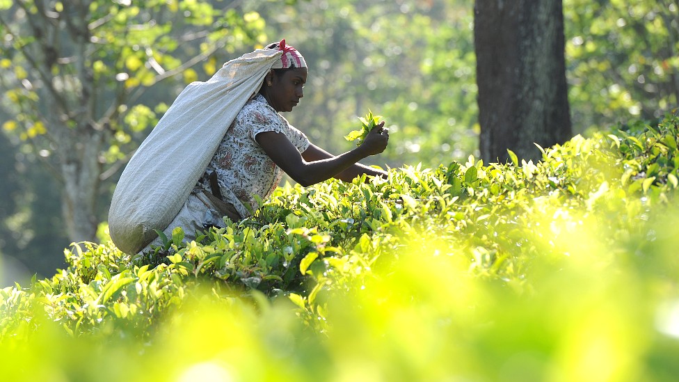 Trabajadora recogiendo hojas de té en una plantación en Sri Lanka