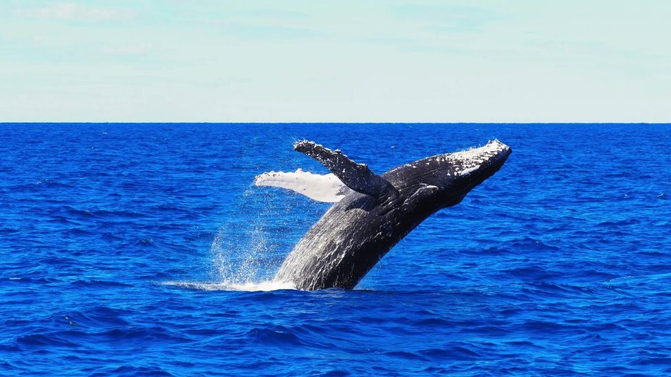 Tople vode Južnog Velikog koralnog grebena su od jula do novembra dom za veličanstvene grbave kitove.