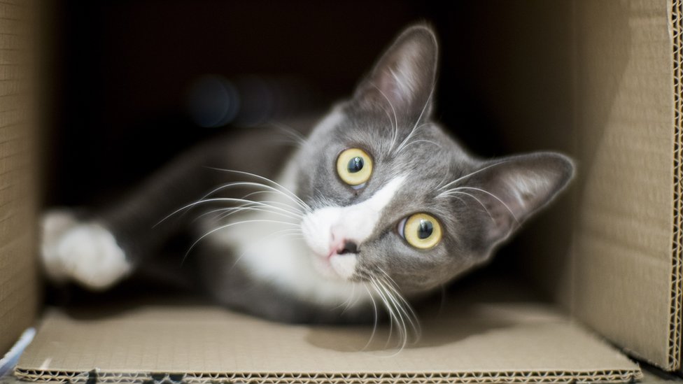 Un gato en una caja de cartón.