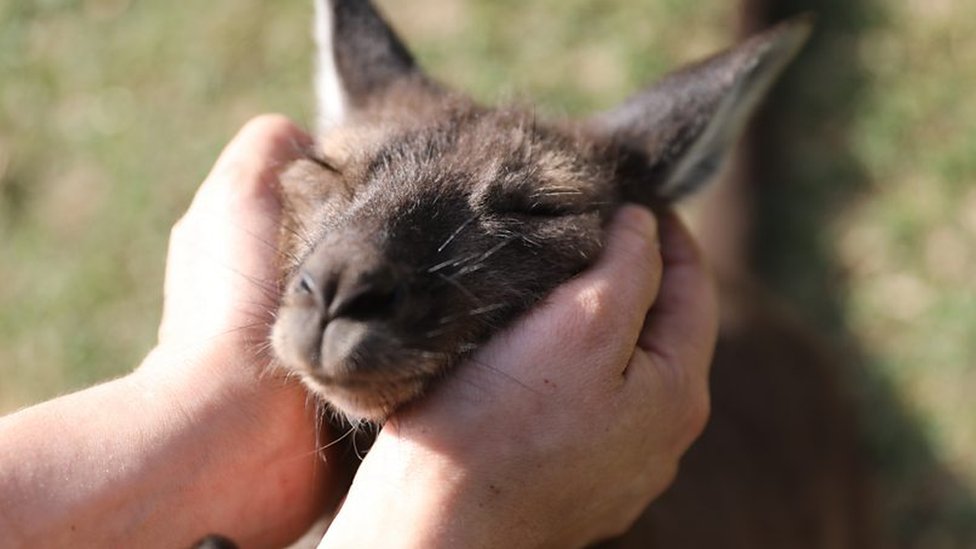 Kangaroos can 'communicate' with humans, study finds