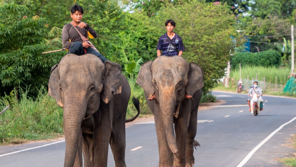 Mahouts passeando com seus elefantes em Surin