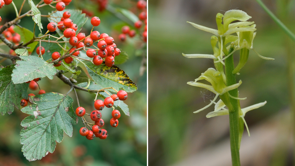 Sorbus leyana и liparis loeselii