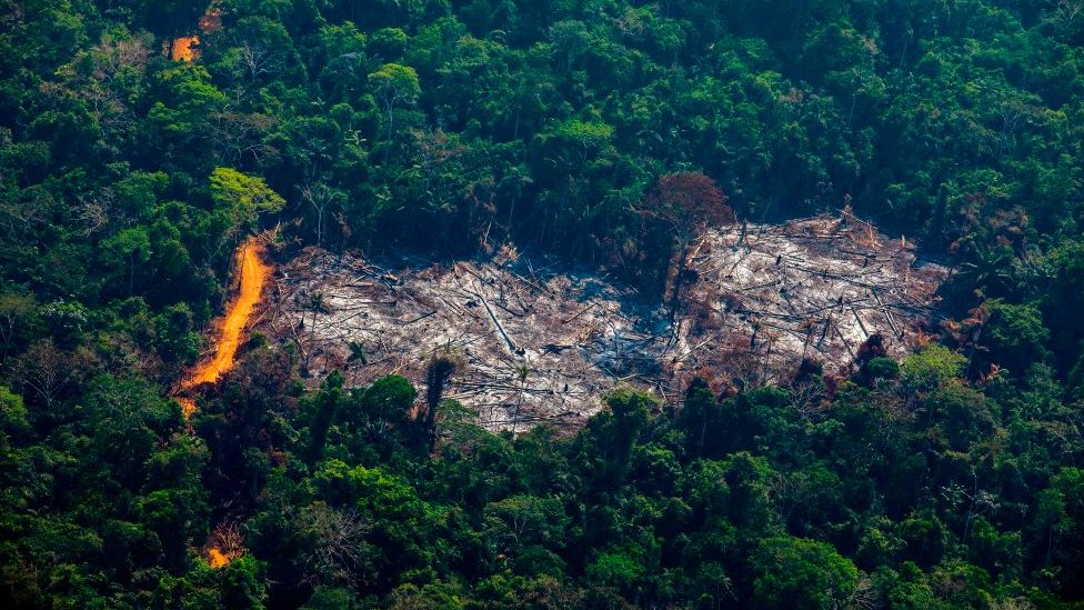 Dünya önderlerinden ormansızlaşmaya 2030'da son verme taahhüdü