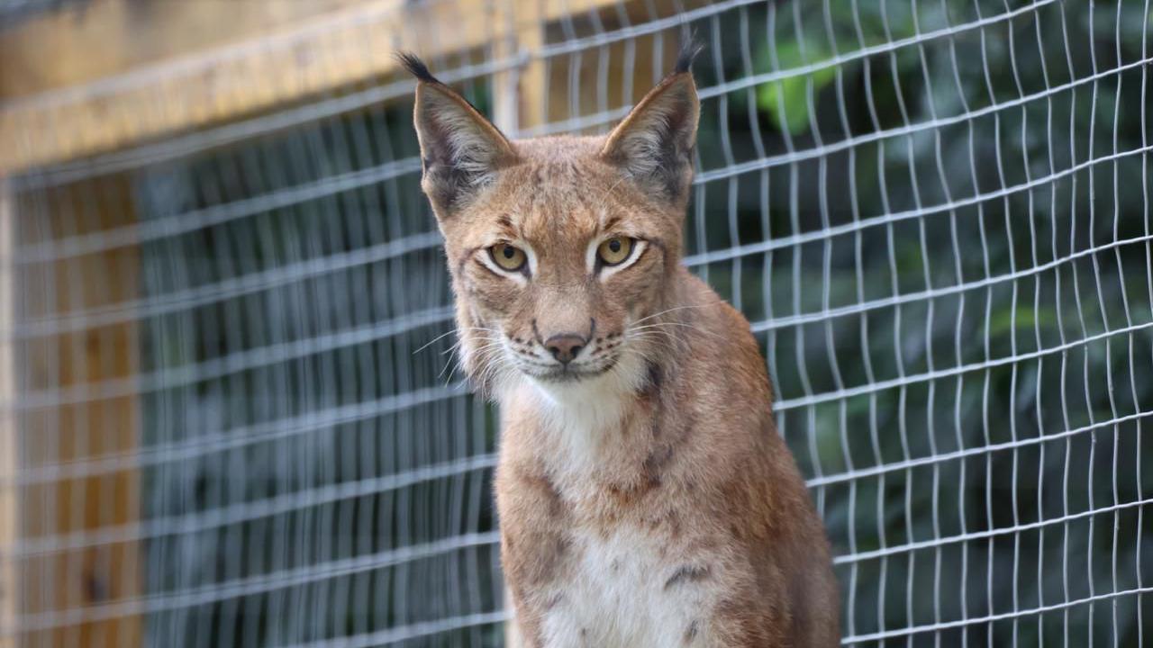 New bigger enclosure for Telford zoo's four lynx brothers
