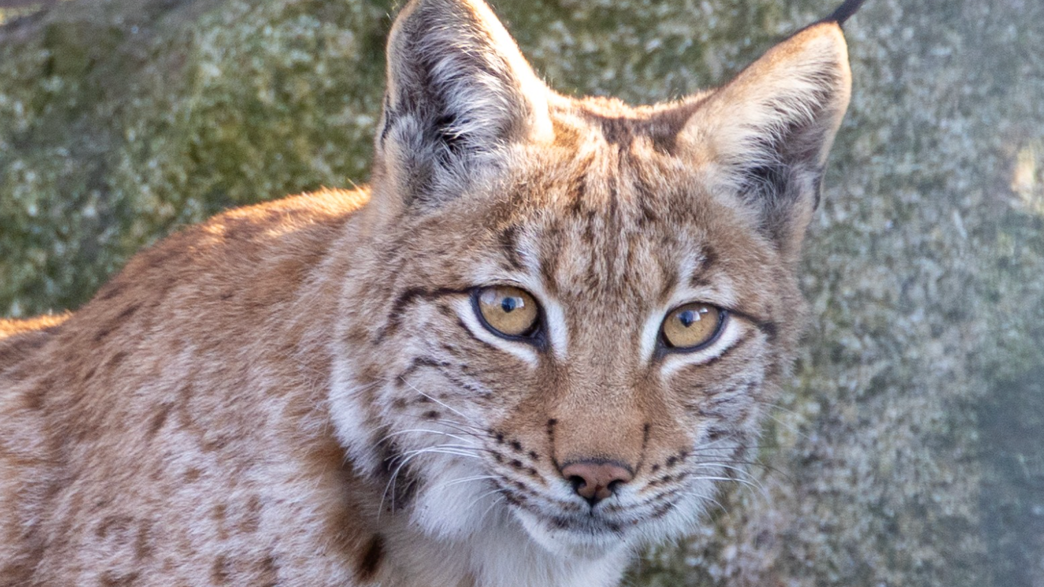 Cornwall-born lynx kitten prepares for rewilding journey