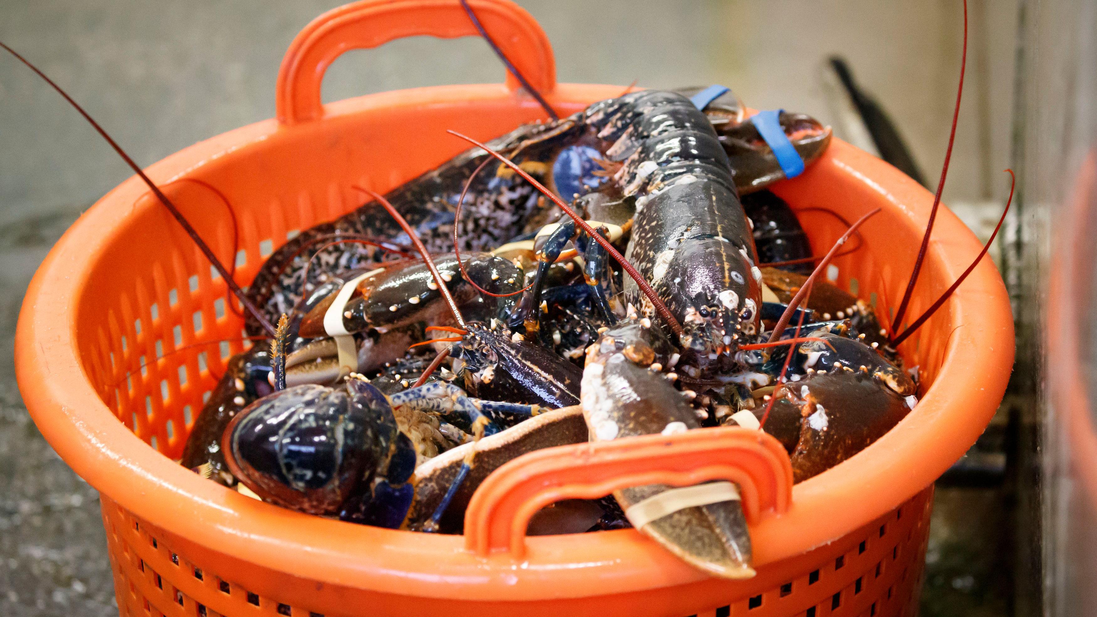 Jersey minister proposes 1mm increase to lobster catch size
