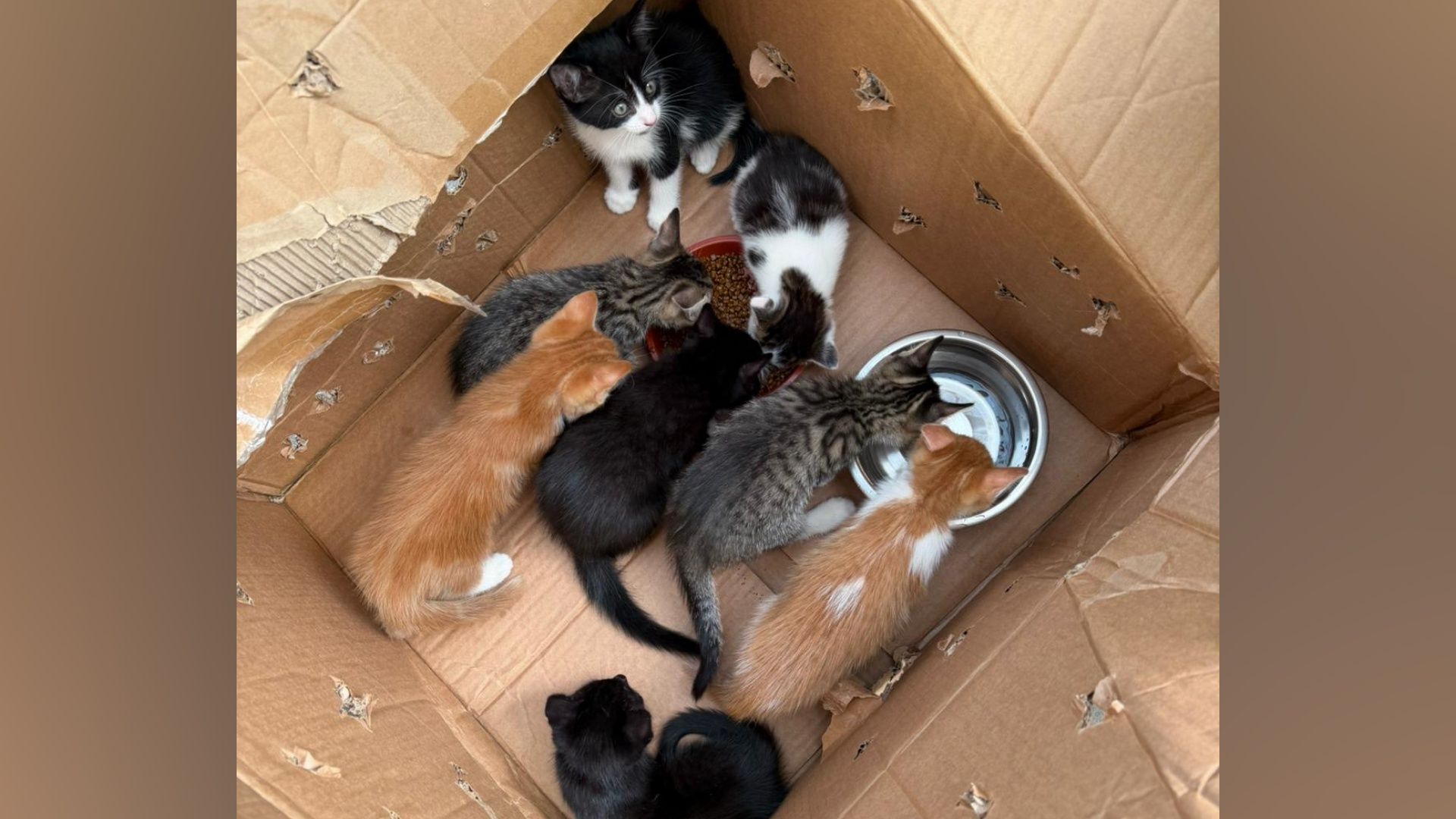 ＜BB.Kong＞STRAY CATS UNRELEASED DEMO Byfleet Cat Rescue appeal over kittens dumped in Ashtead woods