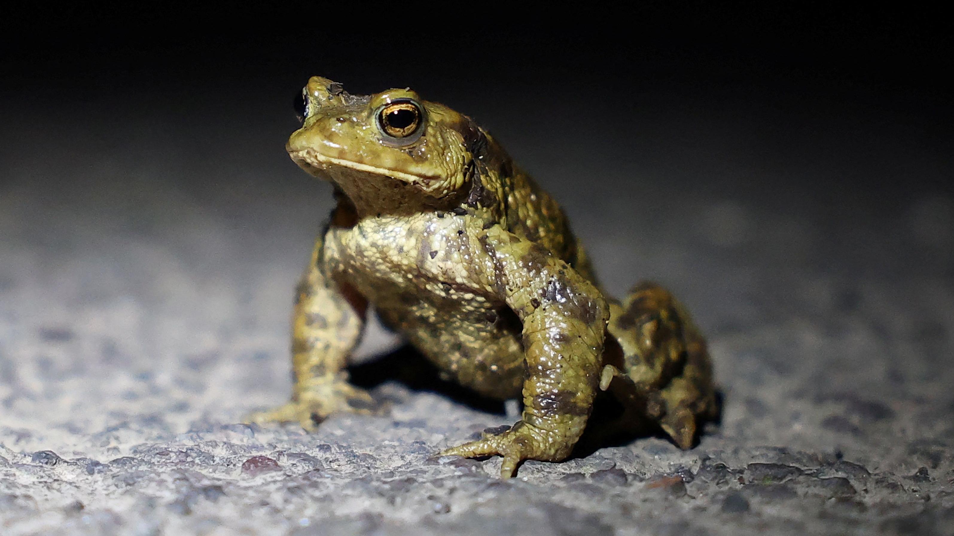 Significant year' for mating toads attempting to reach ancestral