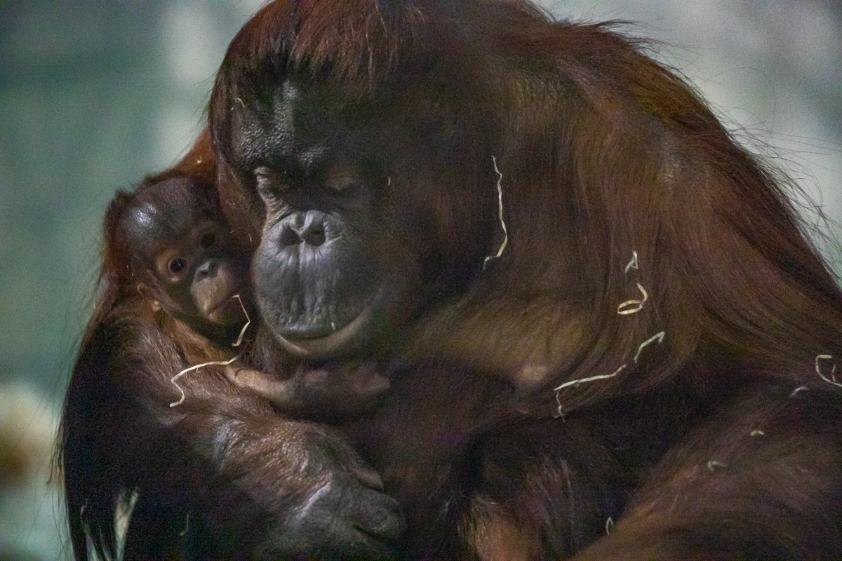 Orangutan named after former Paignton Zoo keeper