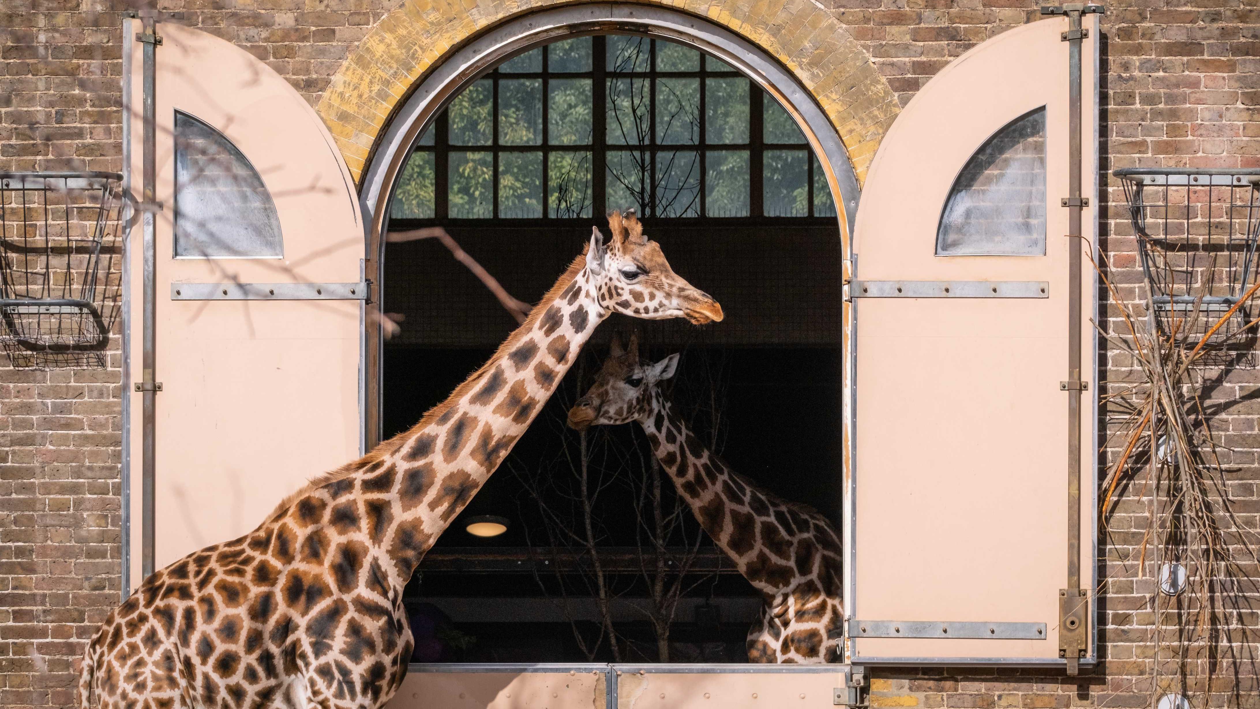 【レア】 London giraffe London Zoo: Digital simulation depicts the attraction in 1904