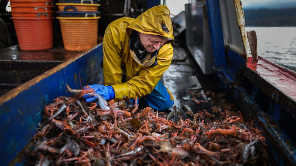 Шотландский рыбак сортирует ракообразных