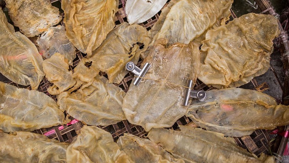 Pese a la prohibición impuesta en México para la pesca de vaquita y totoaba, la vejiga de esta última se puede conseguir en el mercado negro chino. Vejigas de totoabas