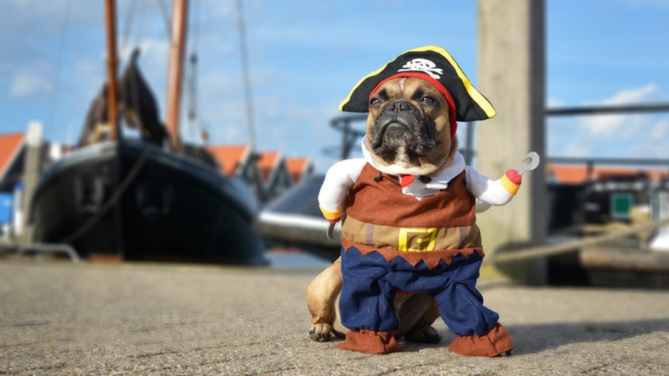 Perro disfrazado de pirata.