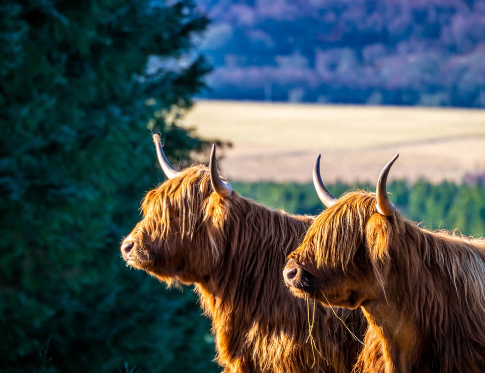 Your pictures of Scotland 6-13 March - BBC News