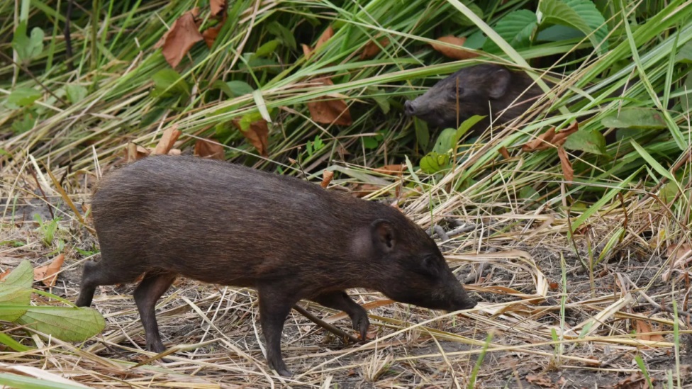 Patuljasta svinja je jedna od nekoliko ugroženih vrsta koje će biti ponovo uvedene u Manas nakon Bodo sukoba